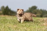 CHIEN FINNOIS DE LAPONIE 350